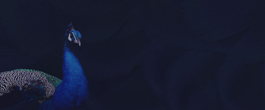 2Peacockbanner1200x500.jpg