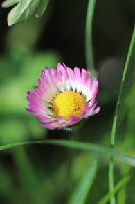 Nature_24.jpg