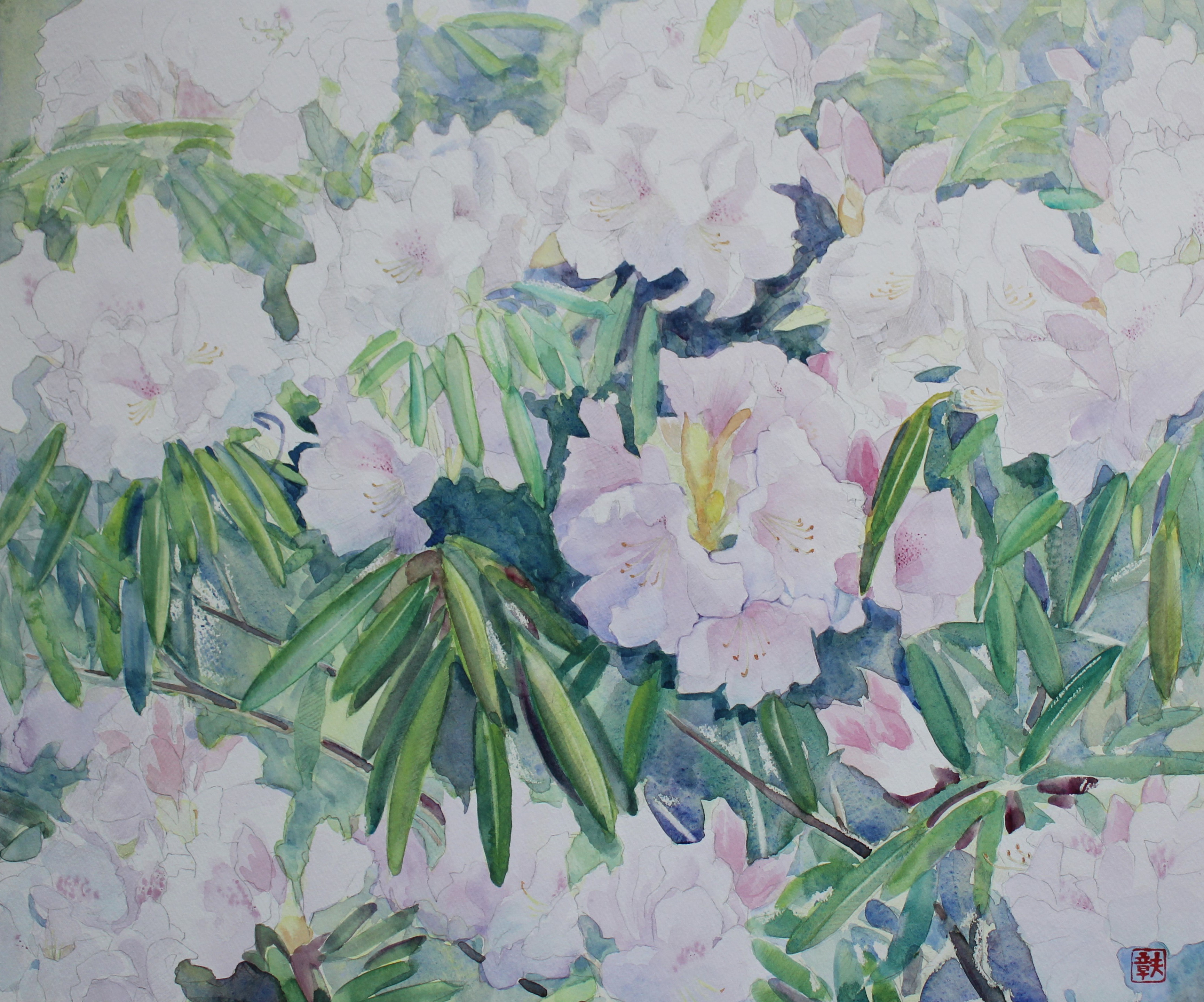 西洋石楠花③