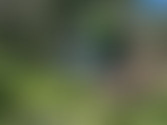 Ônibus com 21 passageiros sai da pista e motorista fica ferido na MG-413, em Araguari