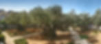 Traditional Location of the Garden of Gethsemane