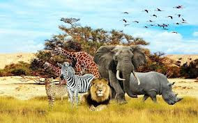 wild animals.jpg