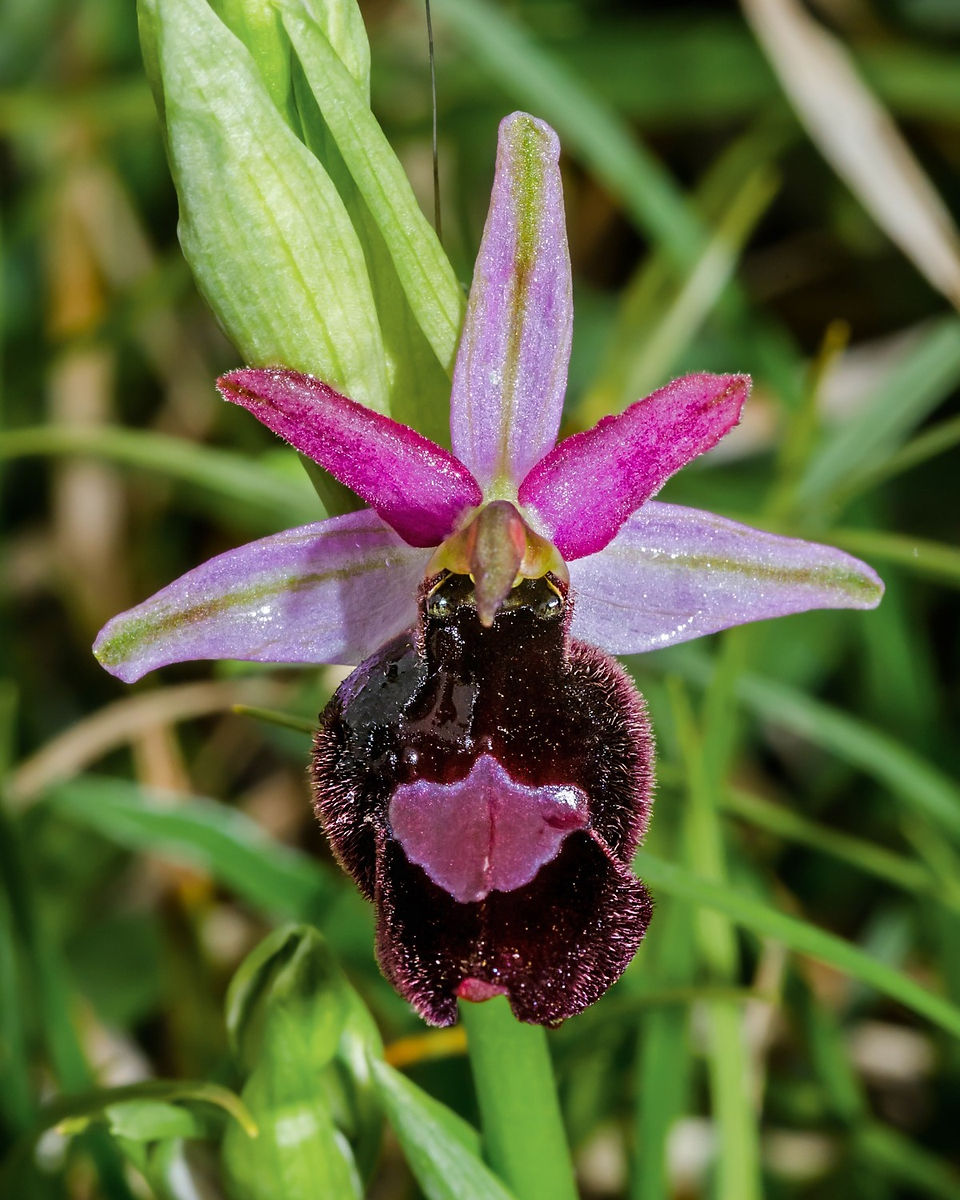 Ophrys bertolonii benacensis