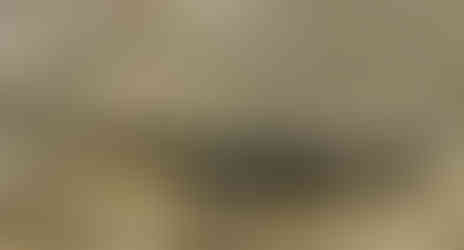 Tritone alpestre femmina