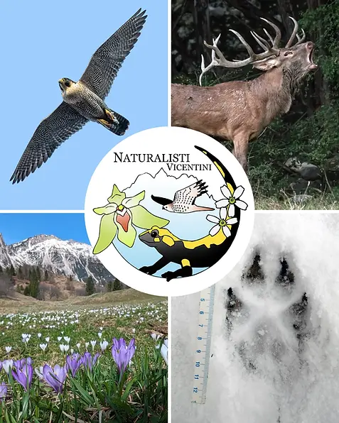 Programma naturalisti vicentini 2026.webp