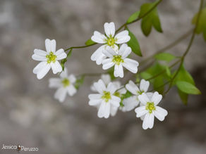 La Sassifraga dei Colli Berici (Saxifraga berica)