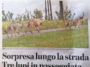 Le nozze di Trissino: la tramutazione dei cani in lupi