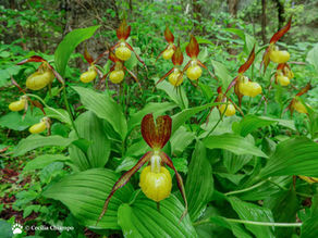 La scarpetta di Venere (Cypripedium calceolus)