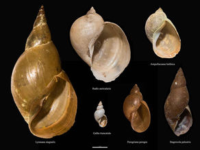 I Gasteropodi dulcicoli del Vicentino