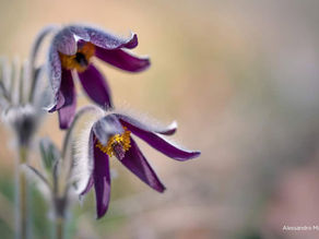 La Pulsatilla montana, il fiore amante delle radure aride