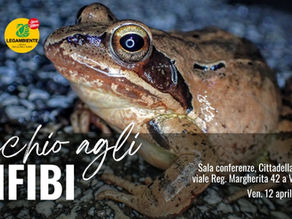 Serata "Occhio agli anfibi!"