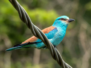 I "magnifici tre" dell'avifauna italiana: i Coraciiformi