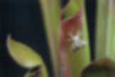 Fatal Attraction - Detail 2