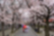 Hunting Sakura di Jepang? Ini Tempat Populer di Tokyo Untuk Menikmatinya