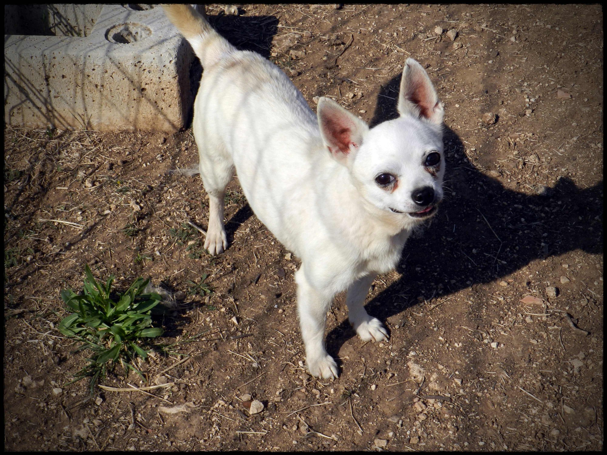 JACOPO, 5 anni taglia mini
