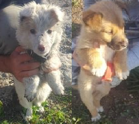 cuccioli