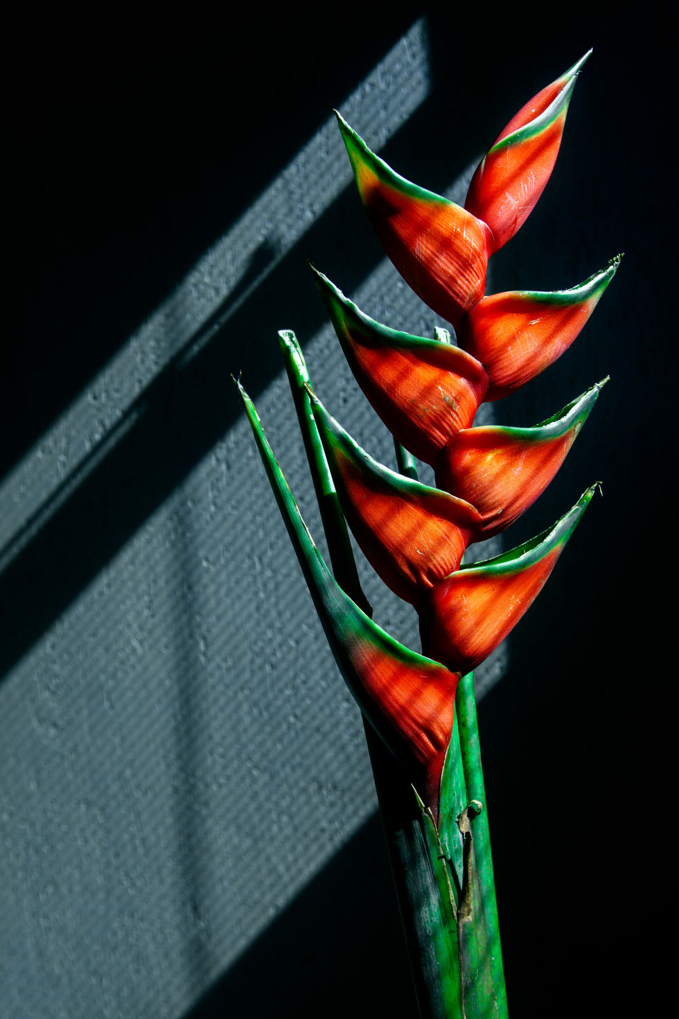 SilvaMakenzi_MG_5377-FlorCetro