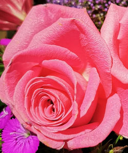 pink rose