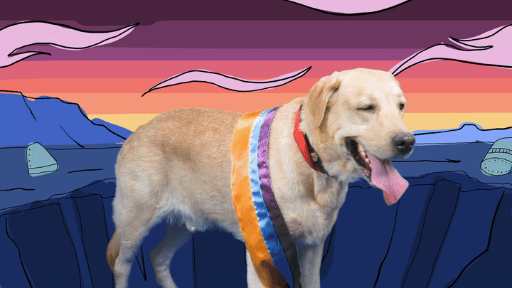 Sec01_perro_prueba.gif