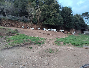 caprette fattoria