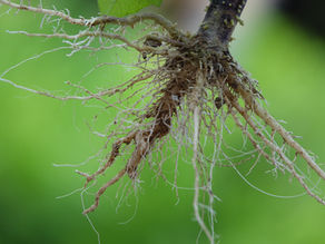 Giving Your Garden a Hit of Nitro…gen!