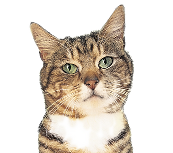 Model Cat_edited.png