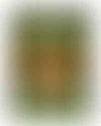 Last Bloom.jpg