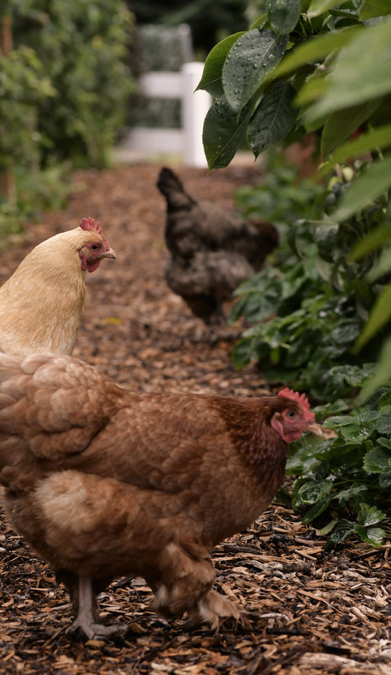 Des poules dans le jardin