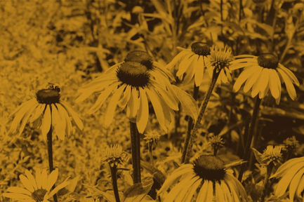 Flowers with a Bee