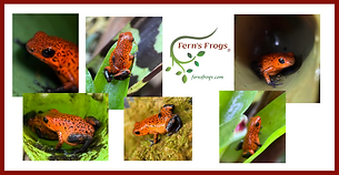 Oophaga pumilio "Black Jeans" breeding at Fern's Frogs®