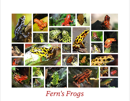 Fern's Frogs Oophaga pumilio