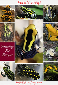 Fern's Frogs breeds poison dart frogs fro every level of the hobby, entry to expert.