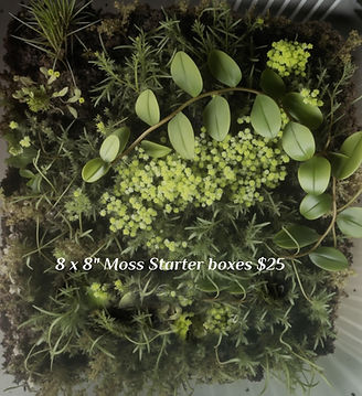 8 x8" Moss Starter boxes at Fern's Frogs®