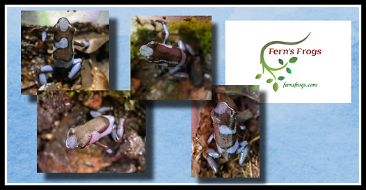 Oophaga histrionica "Blue" froglets at Fern's Frogs 