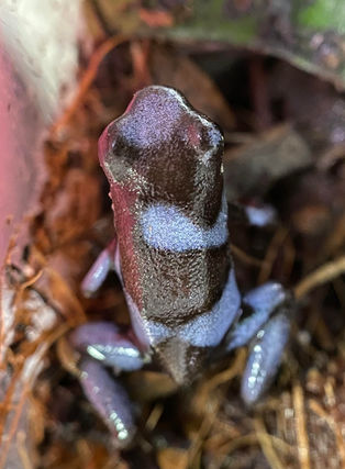 Oophaga histrionica "Blue" breeding at Ferns Frogs