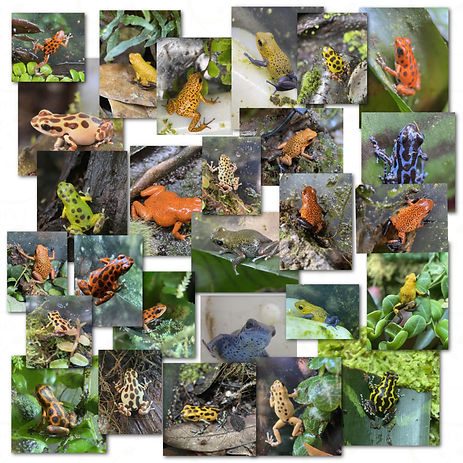 O pumilio breeders at Fern's Frogs