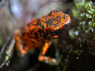 Oophaga sylvatica "Pata Blanca" breeders and offspring at Fern's Frogs