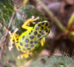 Oophaga pumilio 'Mimitimbi' breeding at Fern's Frogs®