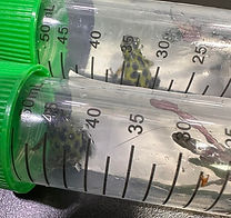 Packing dart frogs for Expos
