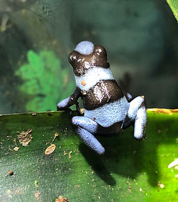 Oophaga histrionica "Blue" breeding at Fern's Frogs®