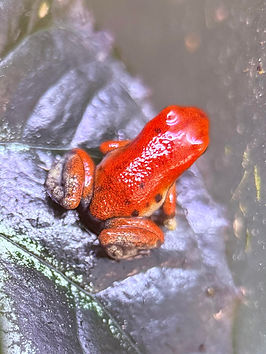 O pumilio "Red Frog Beach" breeding at Fern's Frogs®