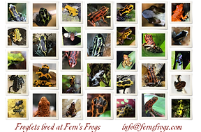 Oophaga pumilio breeding at Fern's Frogs