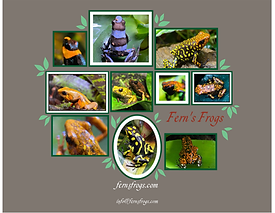 Large obligate feeders breeding at Fern's Frogs