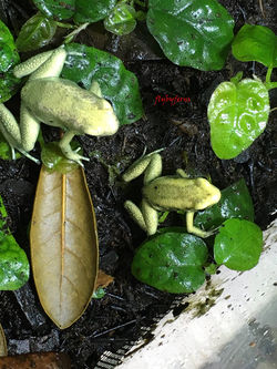 P terribilis "Mint" breeding at Fern's Frogs