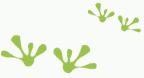 Fern's Frogs® FootPrints - Lineage Information for Buyers