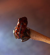 Follow the froglets as they emerge at Fern's FrogsĀ®