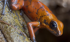 Oophaga sylvatica "Bilsa" at Fern's Frogs®