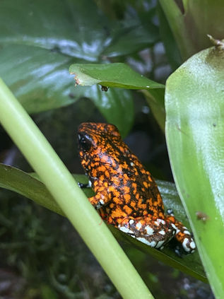 Oophaga sylvatica "Pata Blanca" breeders and offspring at Fern's Frogs