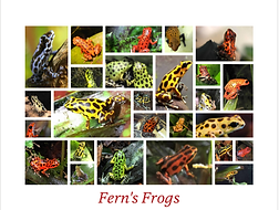 Fern's Frogs specializs in breeding Oophaga