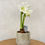 Miniaturbild: Amaryllis weiß mit Topf